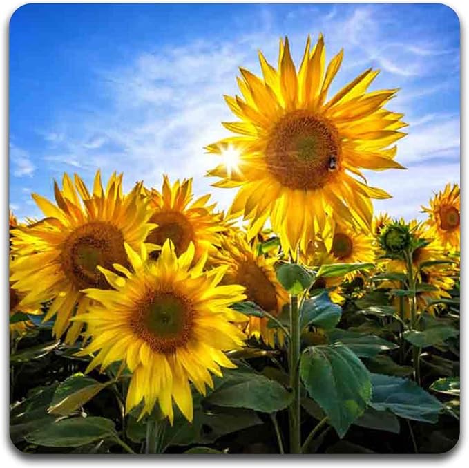 Sunflowers Square Coaster Set - Image 2