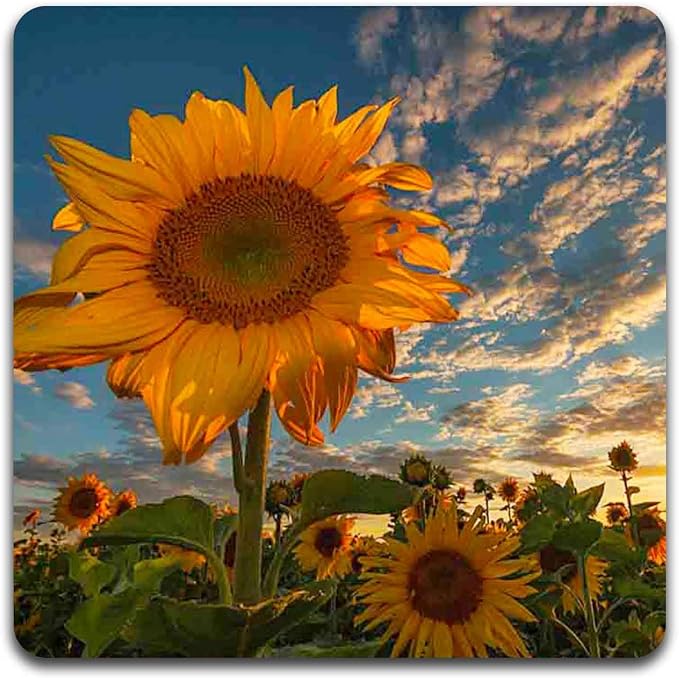 Sunflowers Square Coaster Set - Image 3