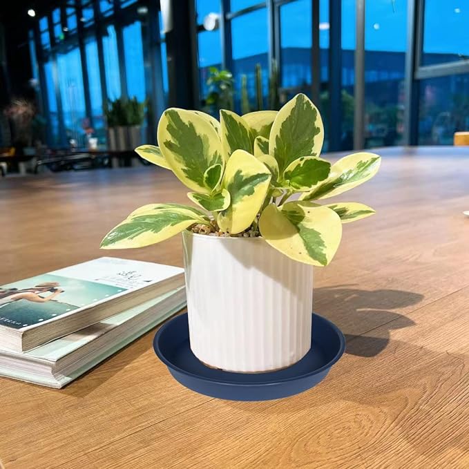 2 Pack of 8 inch Plant Saucer Clear, Heavy Duty Plastic Plant Water Tray 8 inch - Image 3
