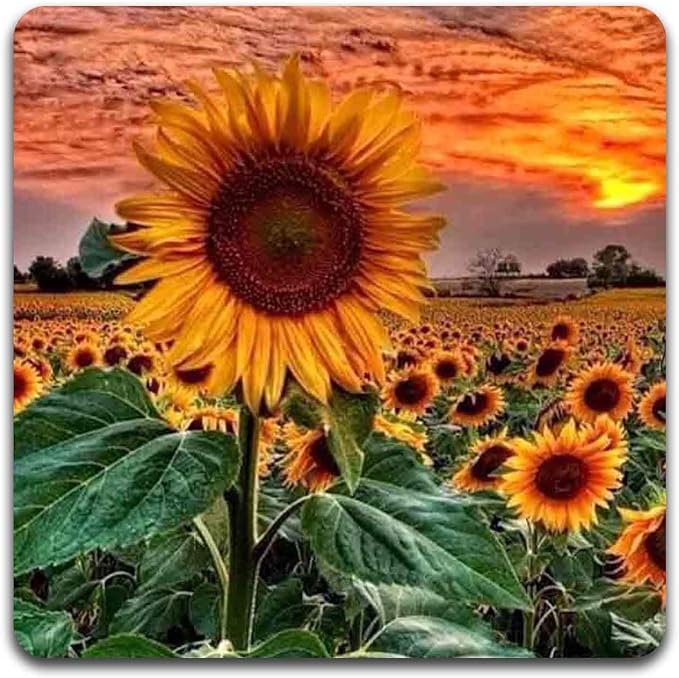 Sunflowers Square Coaster Set - Image 4
