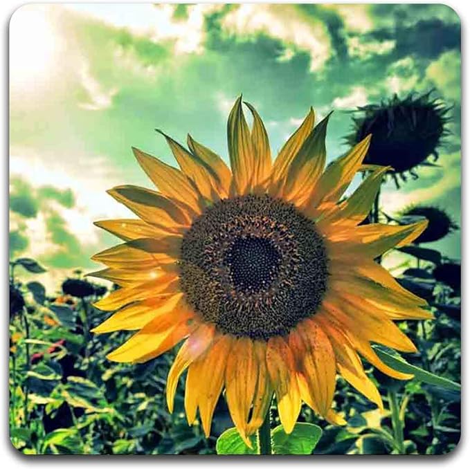 Sunflowers Square Coaster Set - Image 5