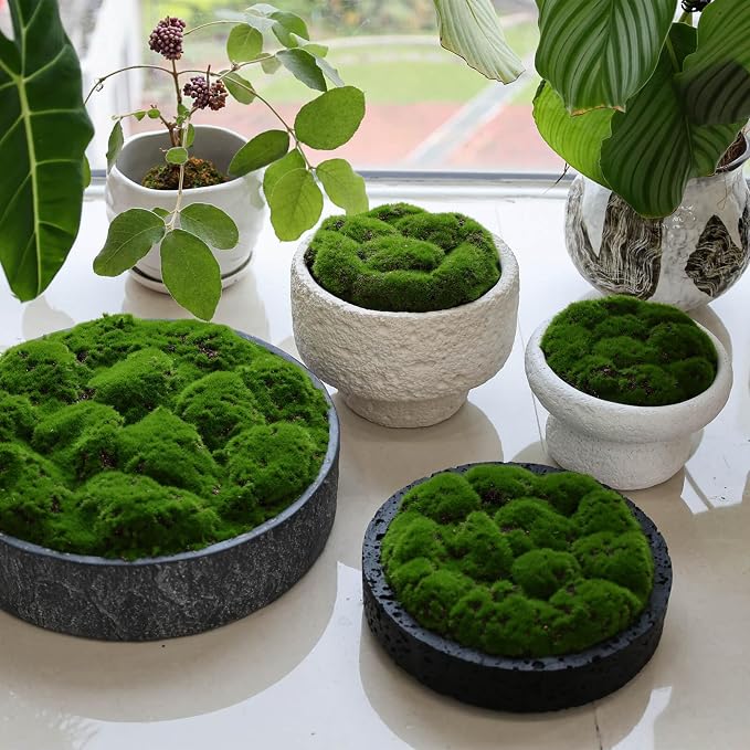 NAHARO New Moss Bowl, Living Room, or Coffee Table Display - Image 5